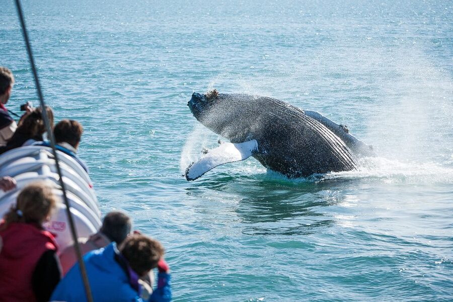 Húsavík: Whale-Watching Cruise and Puffins Guided Tour - Price and value: is $135 per person fair for what you get?