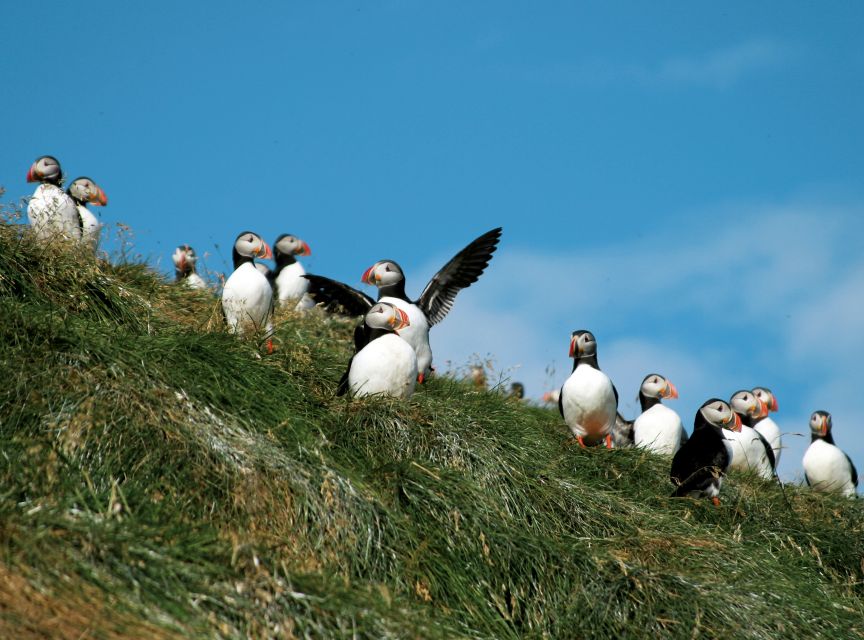 Húsavík: Whale-Watching Cruise and Puffins Guided Tour - Logistics that actually affect your experience: meeting point, hearing the guide, and cold prep