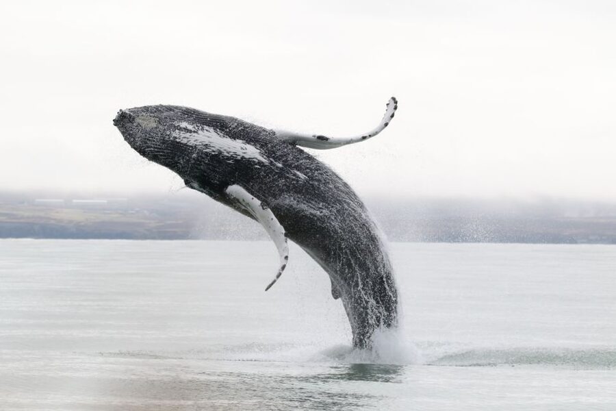 Húsavík: Whale-Watching Cruise and Puffins Guided Tour - Who should book this cruise, and who might want a different style of tour