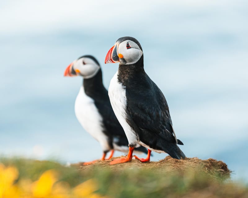 Húsavík: Whale-Watching Cruise and Puffins Guided Tour - The traditional oak boat: comfort, visibility, and how not to miss the moment