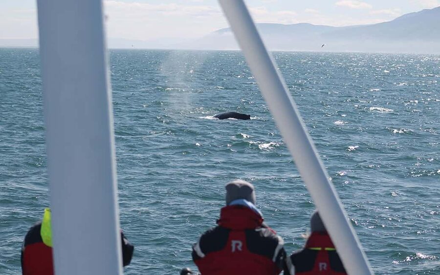 Húsavík: Whale Watching - Family Run with Indoor Seats - Skjálfandi Bay in Húsavík: why this area matters for whale watching