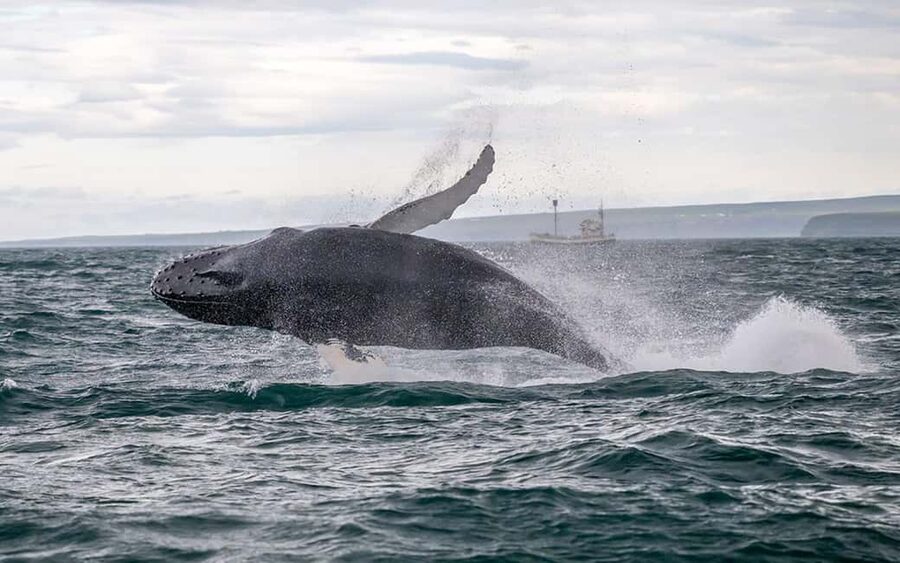 Húsavík: Whale Watching - Family Run with Indoor Seats - Vinur’s indoor seating versus the classic Moby Dick oak boat