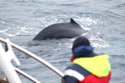 Whale Watching – Family Run with Indoor Seats