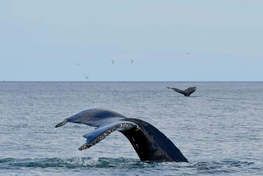 Húsavík: Whale Watching - Family Run with Indoor Seats - The 3-hour whale search: what happens from Skjálfandi Bay to sightings
