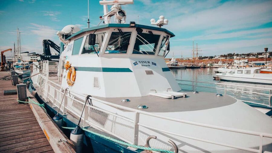 Húsavík: Whale Watching - Family Run with Indoor Seats - How responsible whale watching shows up in real behavior on the water