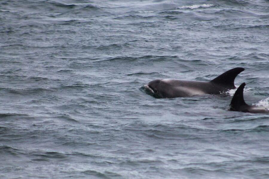 Húsavík: Whale Watching - Family Run with Indoor Seats - Value check: is $96 per person worth it in Iceland terms?