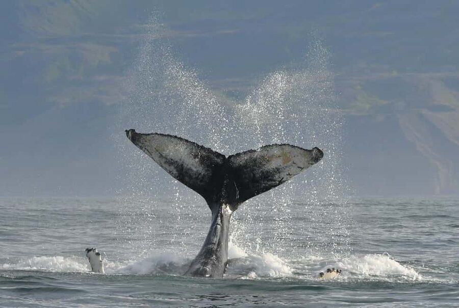 Húsavík: Whale Watching - Family Run with Indoor Seats - Who this tour fits best, and who should be cautious