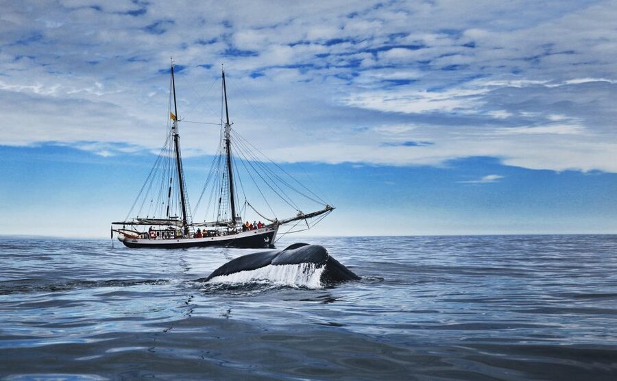 Husavik: Whale Watching on a Carbon Neutral Oak Boat - Key things that make this whale watch worth your time