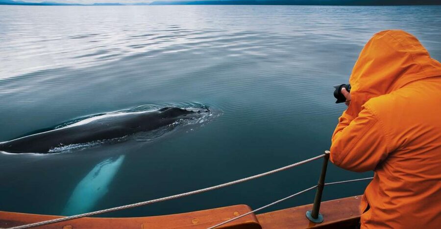 Husavik: Whale Watching on a Carbon Neutral Oak Boat - Carbon-neutral whale watching, with Húsavík’s signature reputation