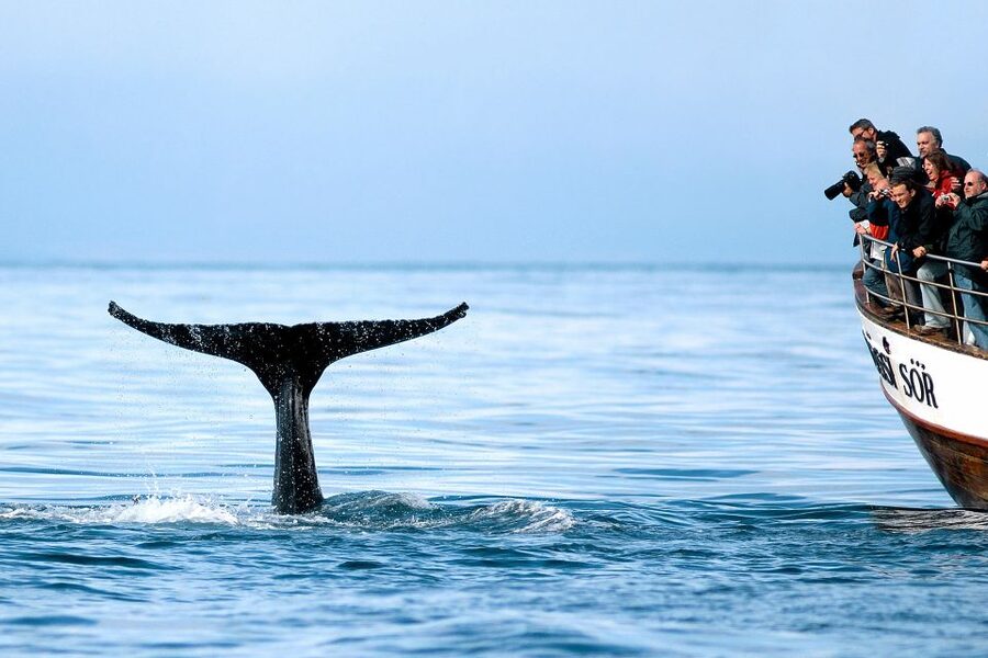 Husavik: Whale Watching on a Carbon Neutral Oak Boat - Skjálfandi Bay: where you’ll scan for whales, dolphins, and seabirds