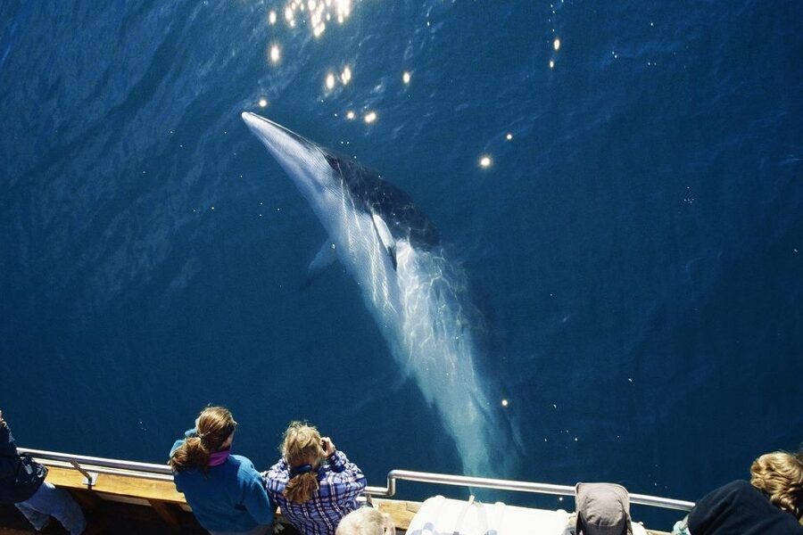 Husavik: Whale Watching on a Carbon Neutral Oak Boat - Live guide commentary: how to spot animals faster