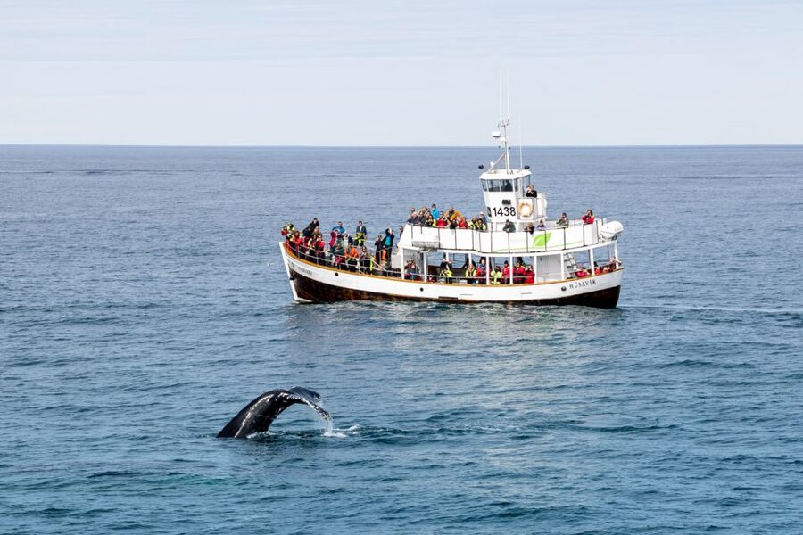 Husavik: Whale Watching on a Carbon Neutral Oak Boat - Price and value: is $132 a fair deal in Iceland?