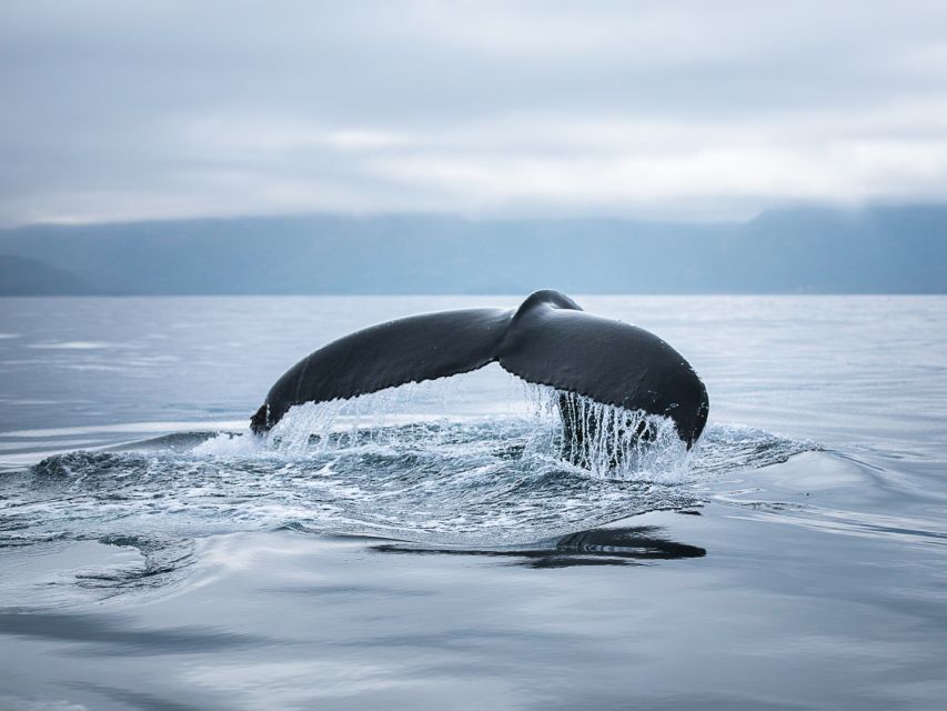Husavik: Whale Watching on a Carbon Neutral Oak Boat - When whales are shy: what your backup plan looks like