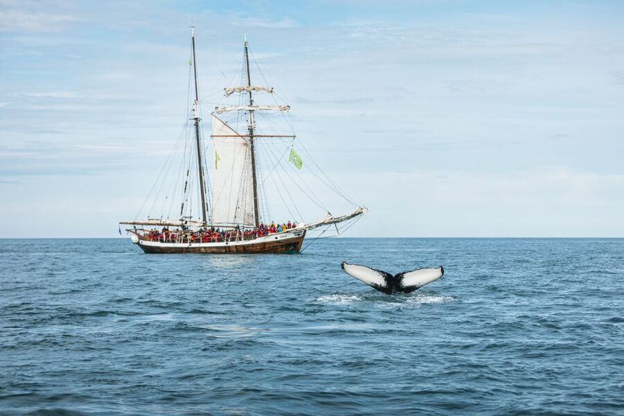 Husavik: Whale Watching on a Carbon Neutral Oak Boat - Logistics that matter on the day (and what to bring)