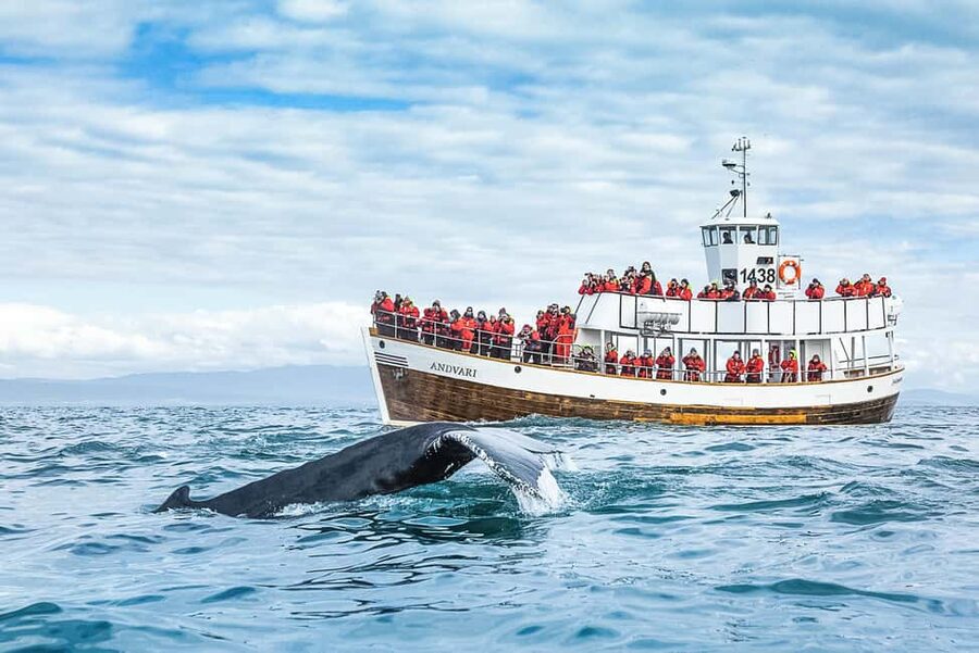 Husavik: Whale Watching on a Carbon Neutral Oak Boat - Boarding at Hafnarstétt and what the 3 hours really means