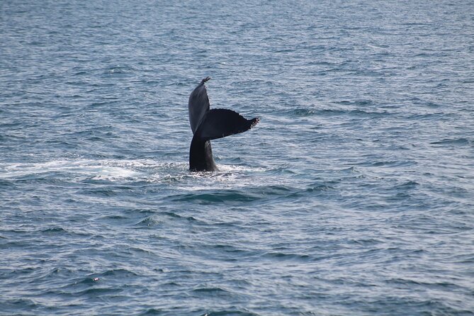 Húsavík Whale Watching Tour, family owned and operated - Itinerary flow in plain language, from boarding to returning