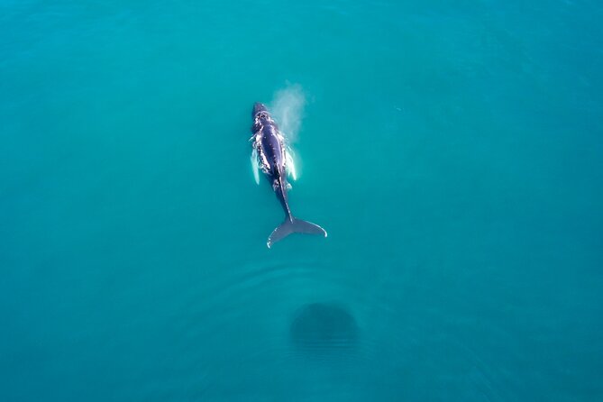 Húsavík Whale Watching Tour, family owned and operated - Price and value for a 3-hour wildlife search
