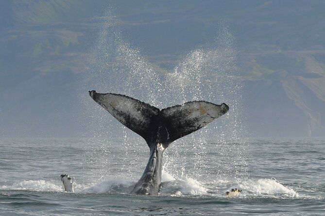 Húsavík Whale Watching Tour, family owned and operated - Weather, refunds, and when you should hold expectations