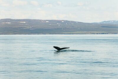 Whale Watching Tour with Guide