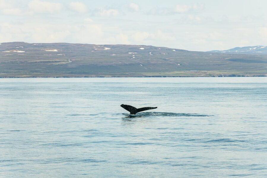 Húsavík