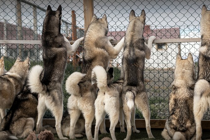 Husky Petting, in Akureyri - Husky Petting Highlights You Can Plan Around
