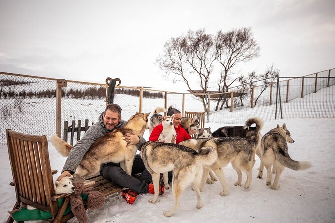 Husky Petting in Akureyri (private) - Key Points You Should Know