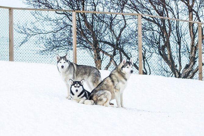 Husky Petting in Akureyri (private) - What the Hosts Add: The Husky Story from Gunni and Maria