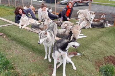 Husky Petting in Akureyri (private)