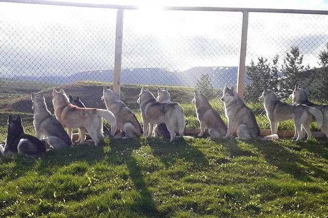 Husky Petting in Akureyri (private) - Price and Value: What $666.78 Per Group Really Means
