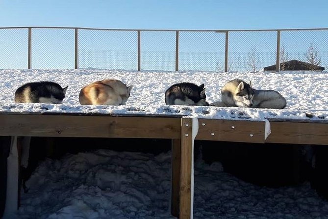 Husky Petting in Akureyri (private) - Best Time to Go, and What to Expect When the Dogs Are Ready