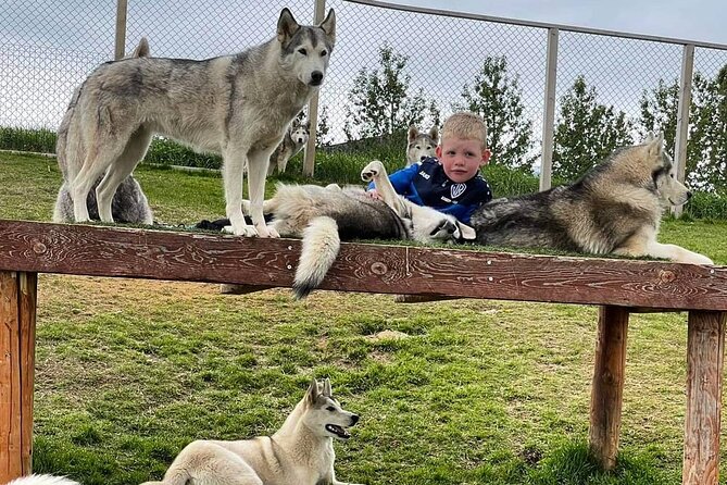 Husky Petting in Akureyri (private) - Photos, Videos, and the Memories You Can Actually Use