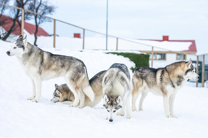 Husky Petting in Akureyri (private) - Where the Experience Fits in North Iceland Plans