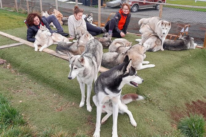 Husky Petting in Akureyri (private) - From Pickup to Petting: How the Hour Is Scheduled