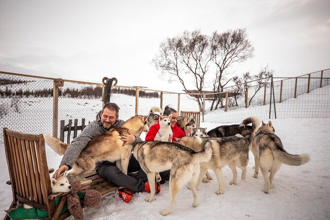 Husky Petting, in Akureyri - The Part Everyone Notices: Kisses, Cuddles, and Photos