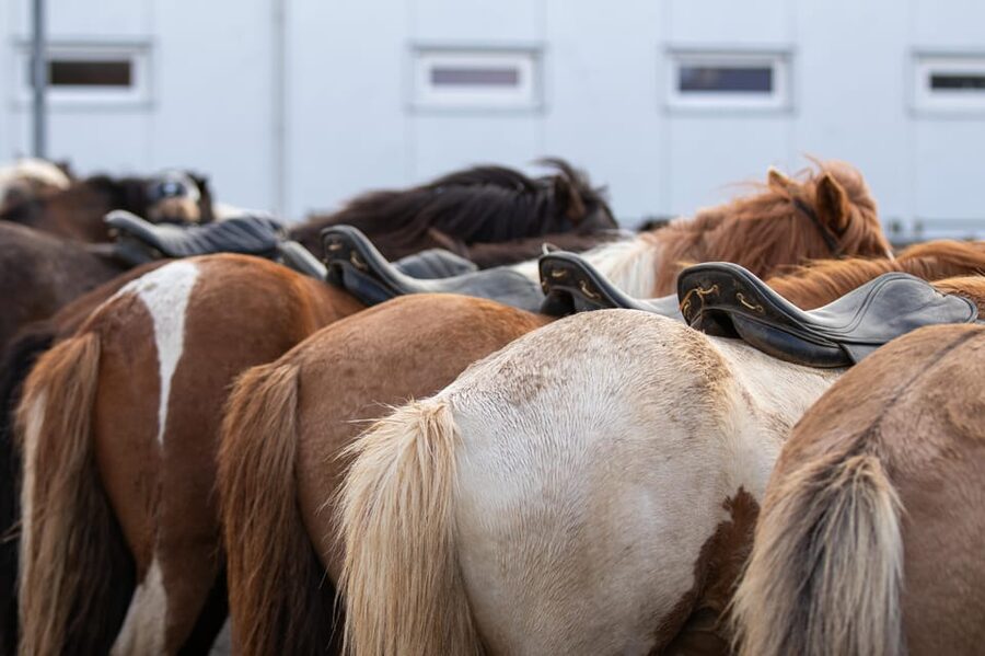 Hveragerdi: Countryside Charm Horse Riding Tour - Key things to know before you ride