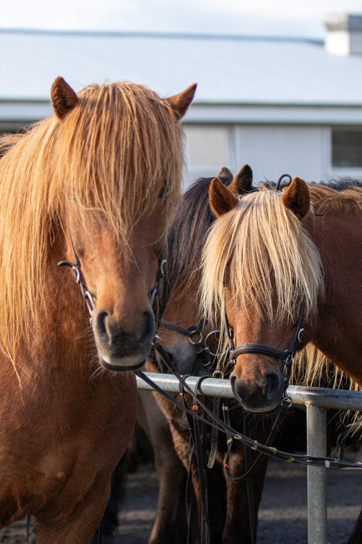 Hveragerdi: Countryside Charm Horse Riding Tour - Ölfus Riding Time: Meadows, Farmland Views, and Mountains