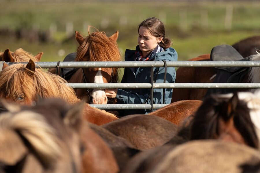 Hveragerdi: Countryside Charm Horse Riding Tour - Meeting at Vellir: What the Farm Setup Means for Your Day