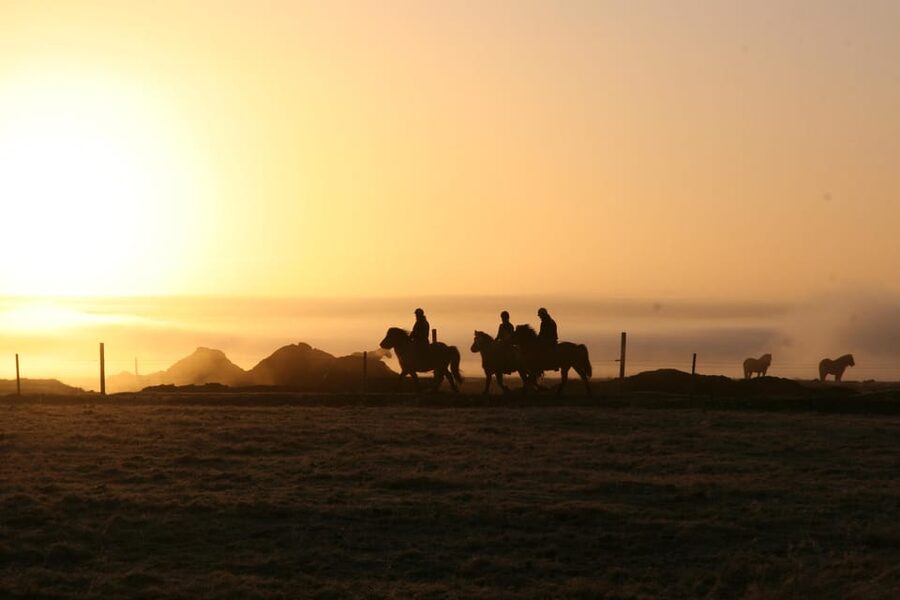 Hveragerdi: The Siggi Horse Riding Tour - Starting at Vellir, Where You Meet Your Horses