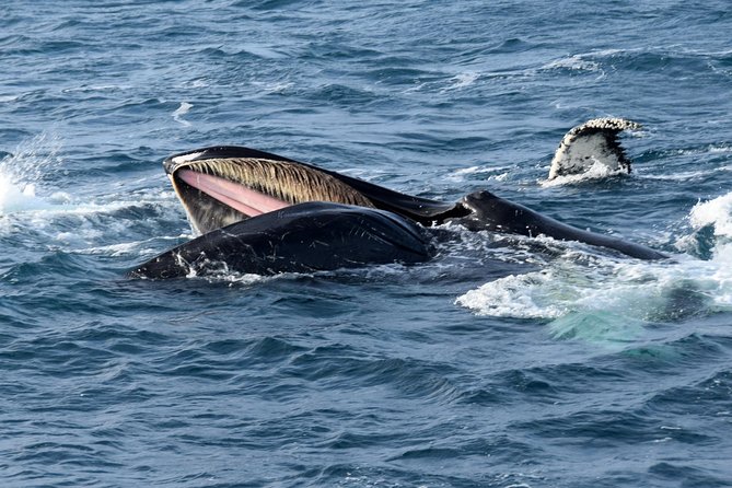 Iceland Super Saver: Northern Lights Cruise plus Whale-Watching Tour from Reykjavik - Key highlights worth planning for