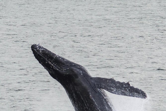 Iceland Super Saver: Northern Lights Cruise plus Whale-Watching Tour from Reykjavik - Whale watching in Faxaflói Bay: what you’re actually hunting for