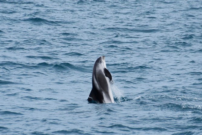 Iceland Super Saver: Northern Lights Cruise plus Whale-Watching Tour from Reykjavik - The Northern Lights cruise from Old Harbour: how the search is run
