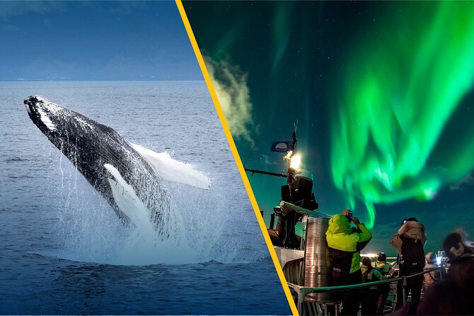 Iceland Super Saver: Northern Lights Cruise plus Whale-Watching Tour from Reykjavik - Weather reality: when plans change, and how the trip responds