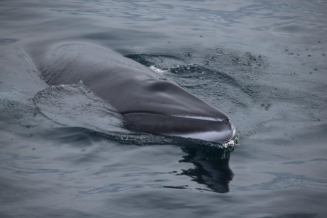 Iceland Super Saver: Northern Lights Cruise plus Whale-Watching Tour from Reykjavik - How the timing works, and what to do with pickup questions