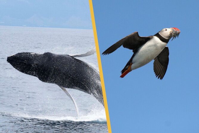 Iceland Super Saver: Puffin Cruise plus Whale-Watching Tour from Reykjavik - Reykjavik Whale Watching Meets Puffin Island: the simple 2-in-1 plan