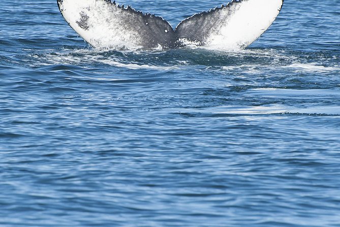 Iceland Super Saver: Puffin Cruise plus Whale-Watching Tour from Reykjavik - How the guides and the Special Tours app change the experience