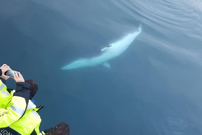 Iceland Super Saver: Puffin Cruise plus Whale-Watching Tour from Reykjavik - Price and value: why $156.19 can work for the right traveler