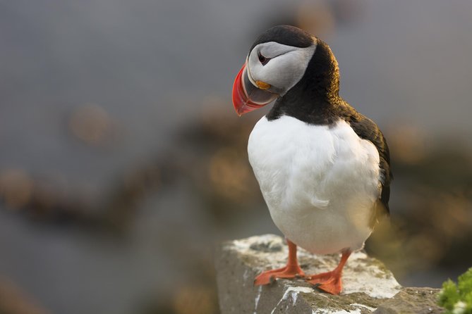 Iceland Super Saver: Puffin Cruise plus Whale-Watching Tour from Reykjavik - Time on the water: how long each part usually lasts and why it matters