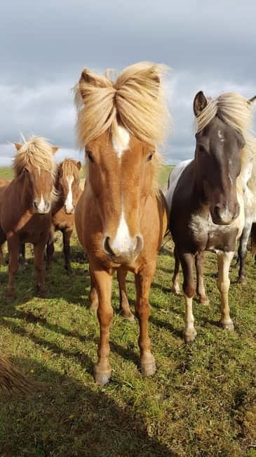 Iceland: Volcanic Landscape Horse Riding Tour - Your 2-Hour Icelandic Horse Ride Starts at Íslenski Hesturinn