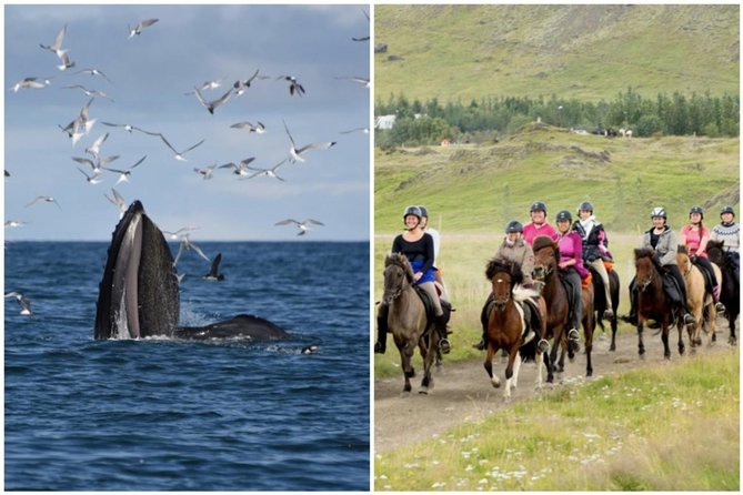Icelandic Horse Riding and Whale Watching Cruise from Reykjavík - Key highlights to know before you go