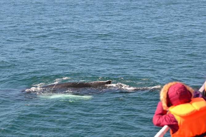 Icelandic Horse Riding and Whale Watching Cruise from Reykjavík - What makes the horse guides and training work